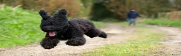 Cockapoo dogs for sale: Beautiful F1xF2 Cockapoo Puppies-Loving home £1400 in Colyton - Advert 13