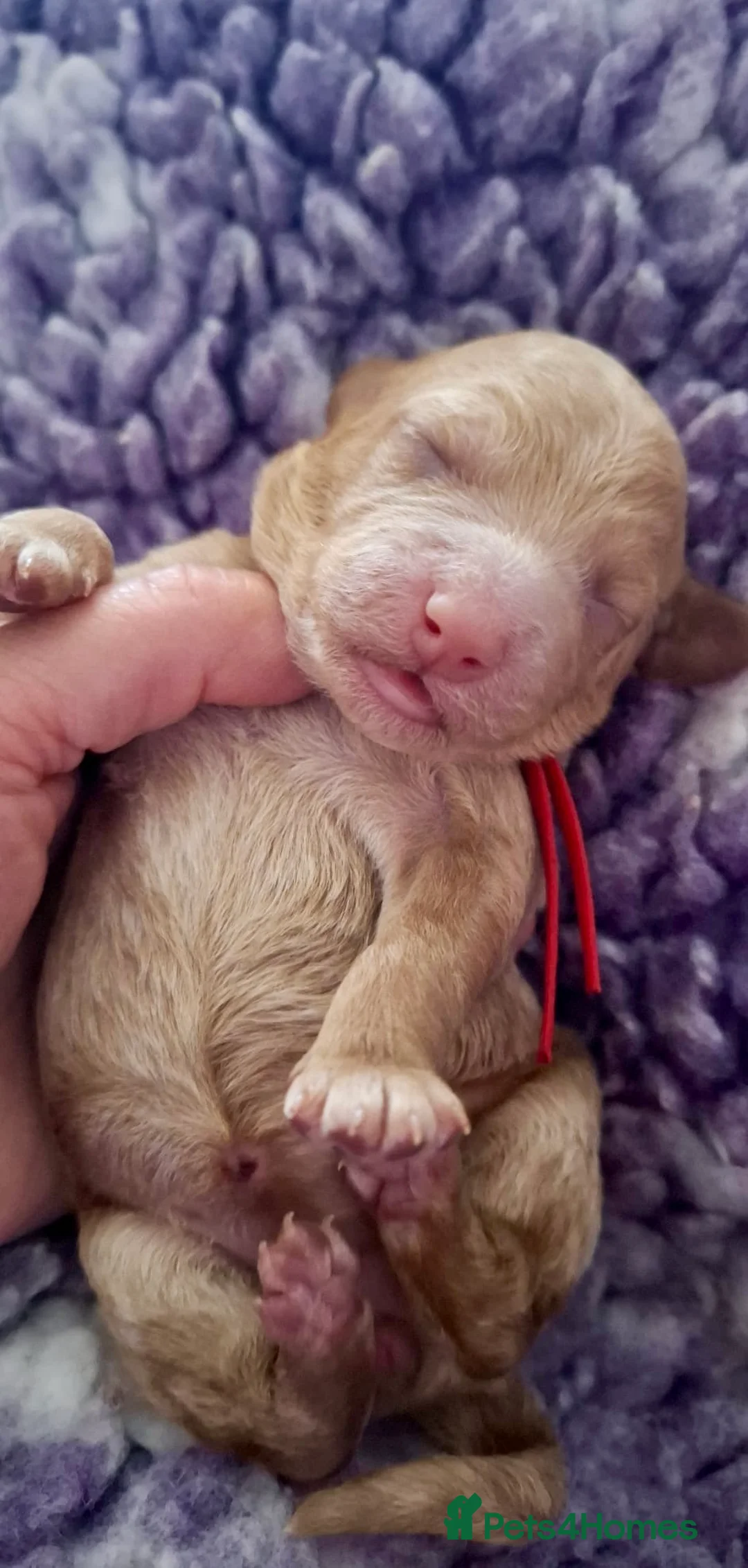 Miniature Poodle dogs for stud: Red KC registered miniature poodle - Health tested in Livingston - Advert 26