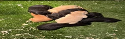Labrador Retriever dogs for sale: QUALITY LABRADOR PUPPIES  - Advert 4