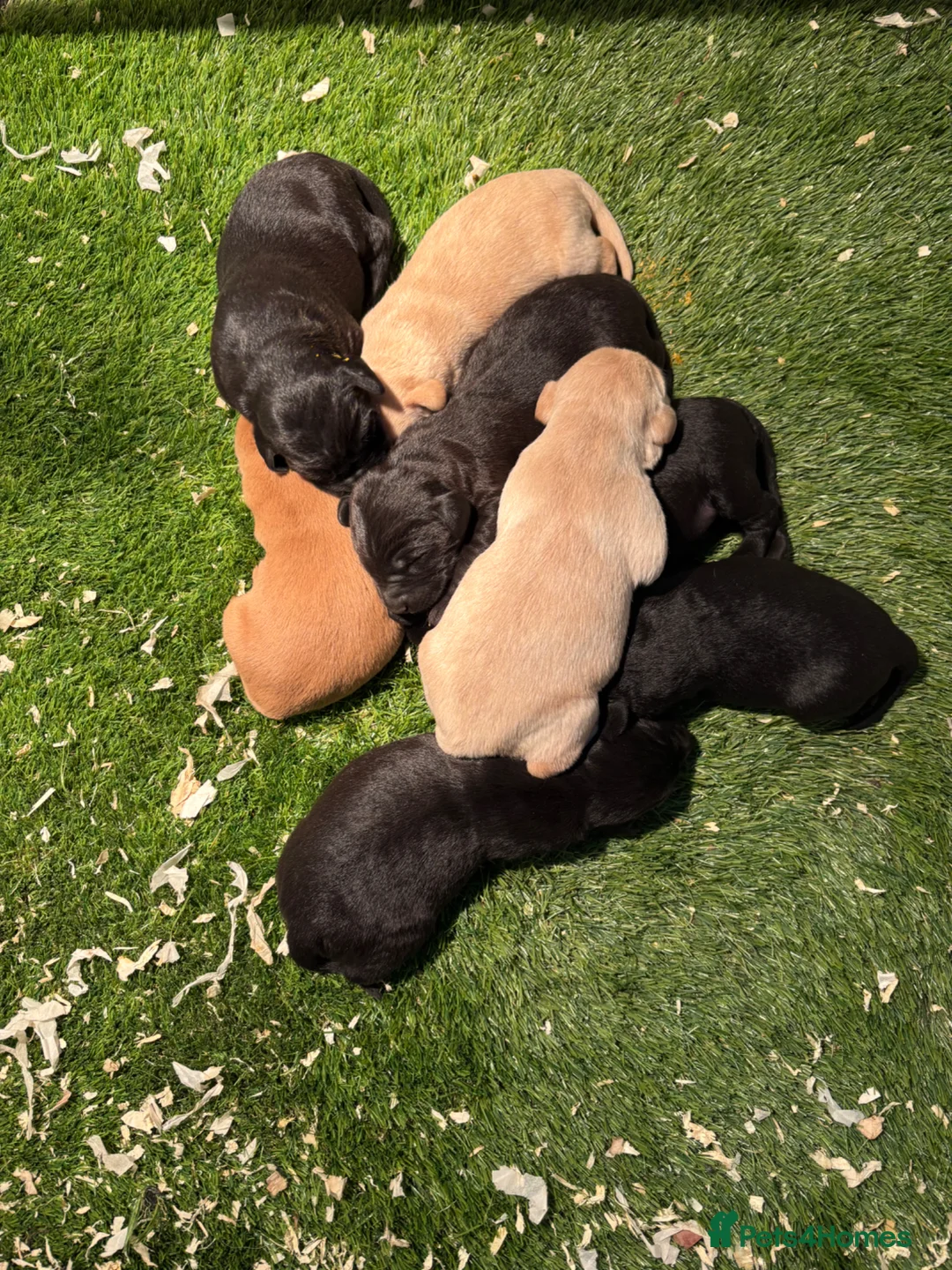 Labrador Retriever dogs for sale: QUALITY LABRADOR PUPPIES  - Advert 4