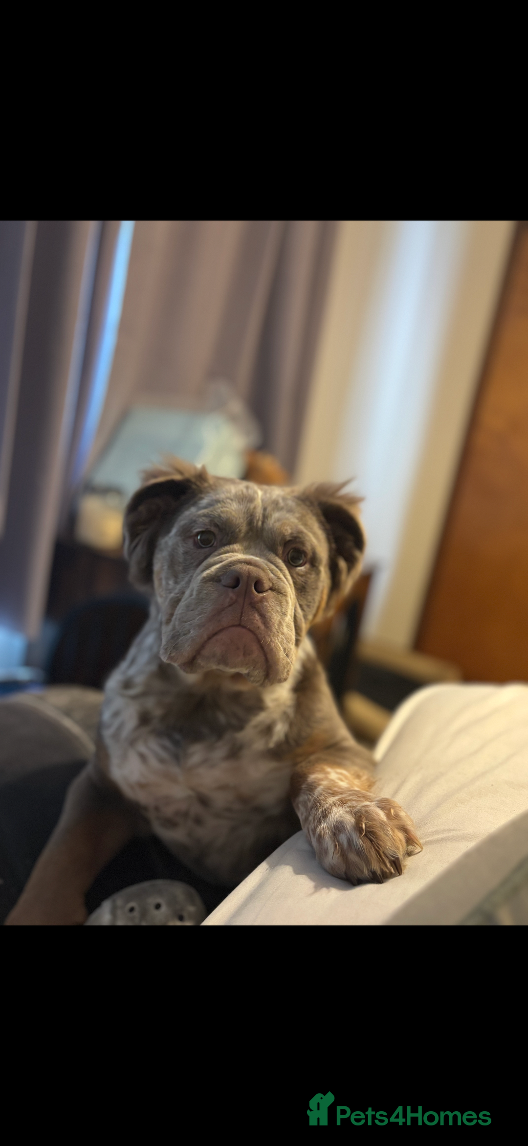 English Bulldog dogs for sale: Fluffy English bulldog  - Image 1