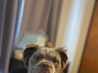 English Bulldog dogs - Advert 11