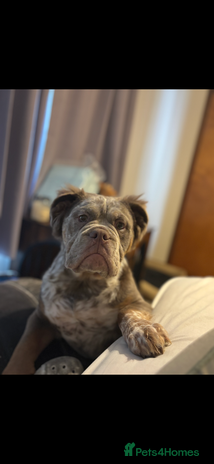 English Bulldog dogs - Advert 9