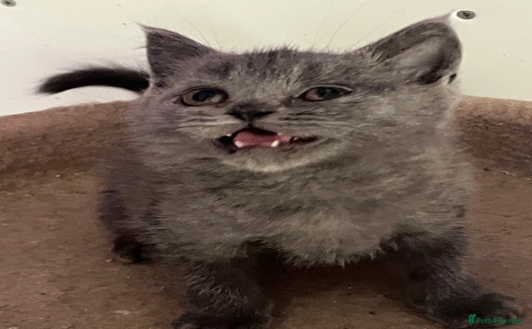 British Shorthair cats - Advert 3