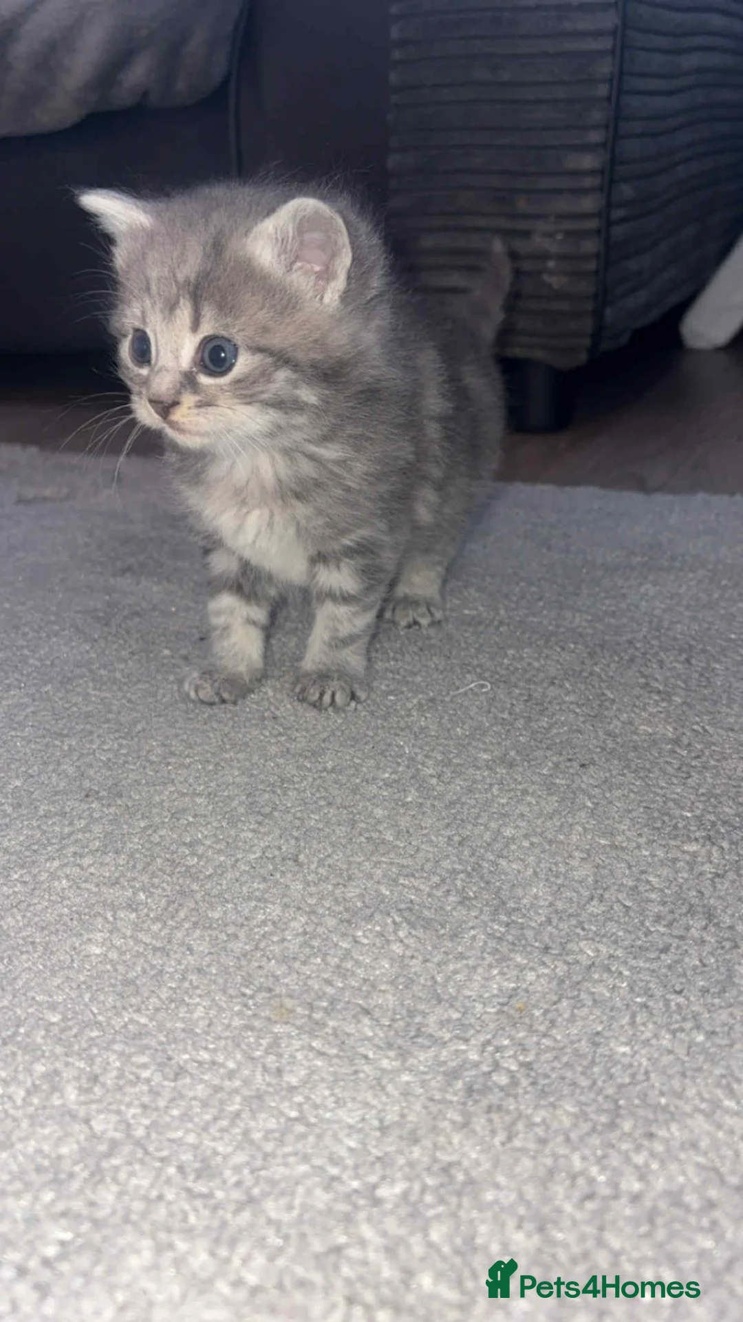 British Shorthair cats for sale: 3 British shorthair kittens  - Advert 3