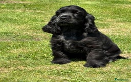Cocker Spaniel dogs for sale: LAST BEAUTIFUL SHOW COCKER GIRL PUP  - Image 3