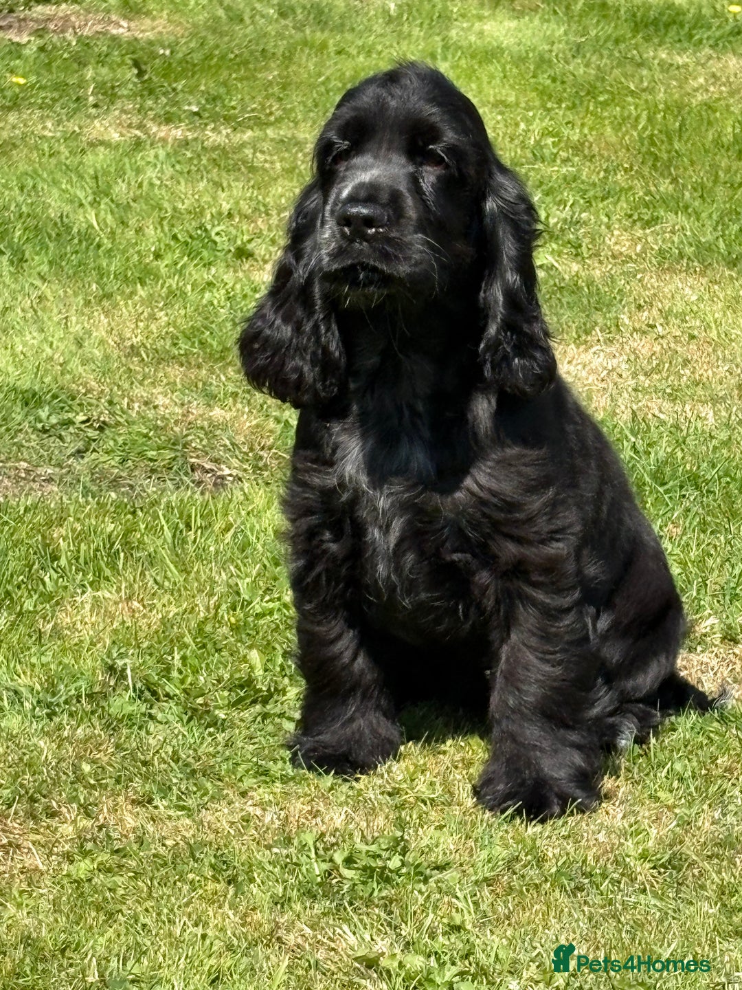 Cocker Spaniel dogs for sale: LAST BEAUTIFUL SHOW COCKER GIRL PUP  - Image 3