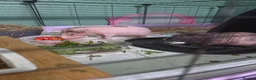 Guinea Pig rodents for sale: Skinny pigs.. 2 females 2 males in Croydon - Advert 8