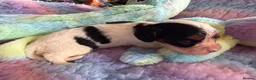 Cockalier dogs for sale: Beautiful, health tested cockalier puppies.  - Advert 40