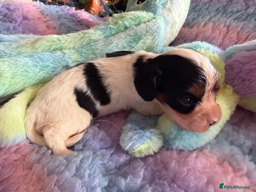 Cockalier dogs for sale: Beautiful, health tested cockalier puppies.  - Advert 40