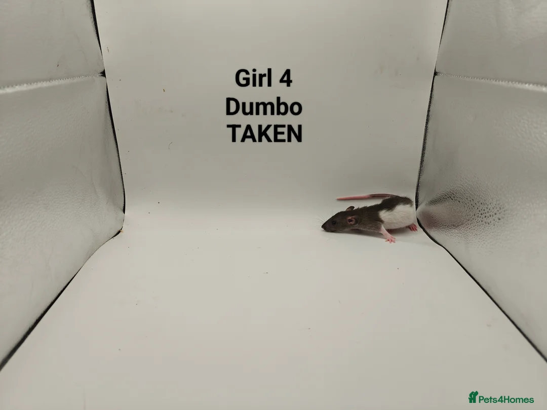 Rat rodents for sale: DEC: 24 Rats (3 Rats: 3 Boys Left) - Advert 19