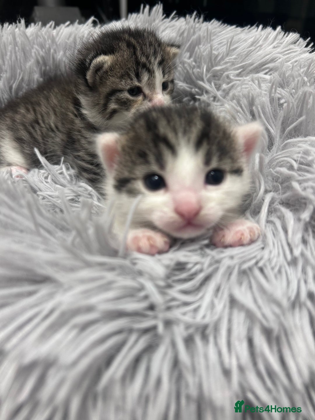 Mixed Breed cats for sale: Healthy, affectionate Kittens ready for  **  - Advert 8