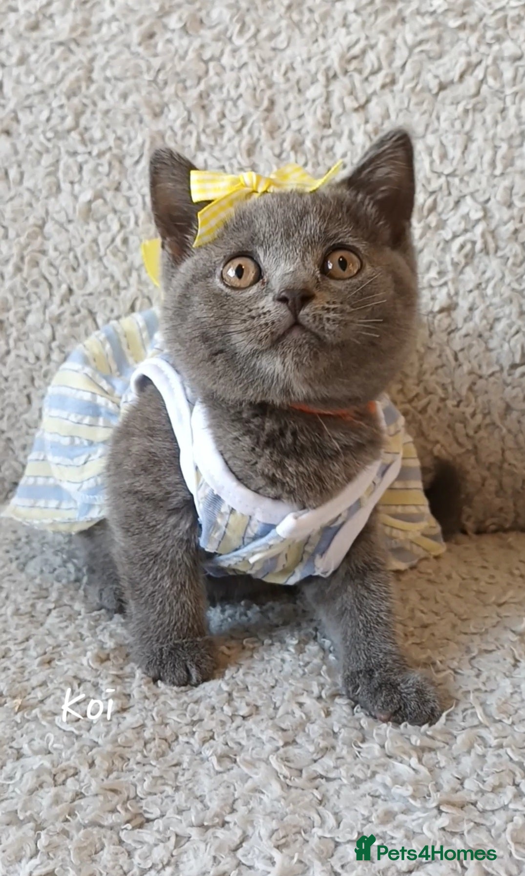 British Shorthair cats Pure British shorthair princesses (GCCF) - Advert 16