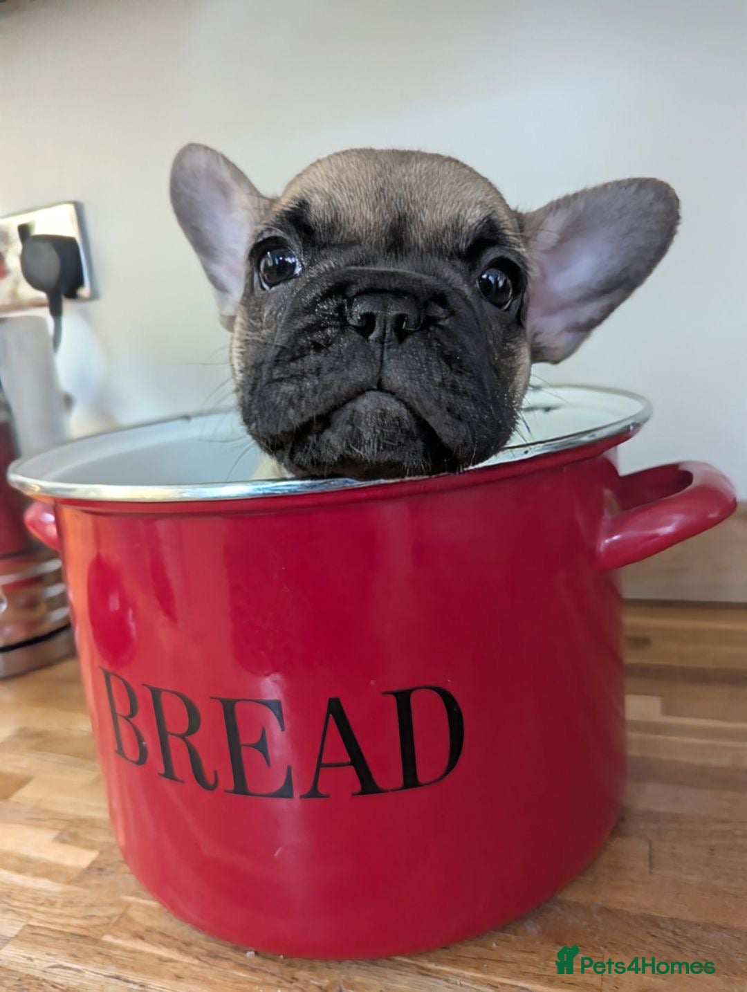French Bulldog dogs for sale: REDUCED Adorable French Bulldog Puppies  - Image 5