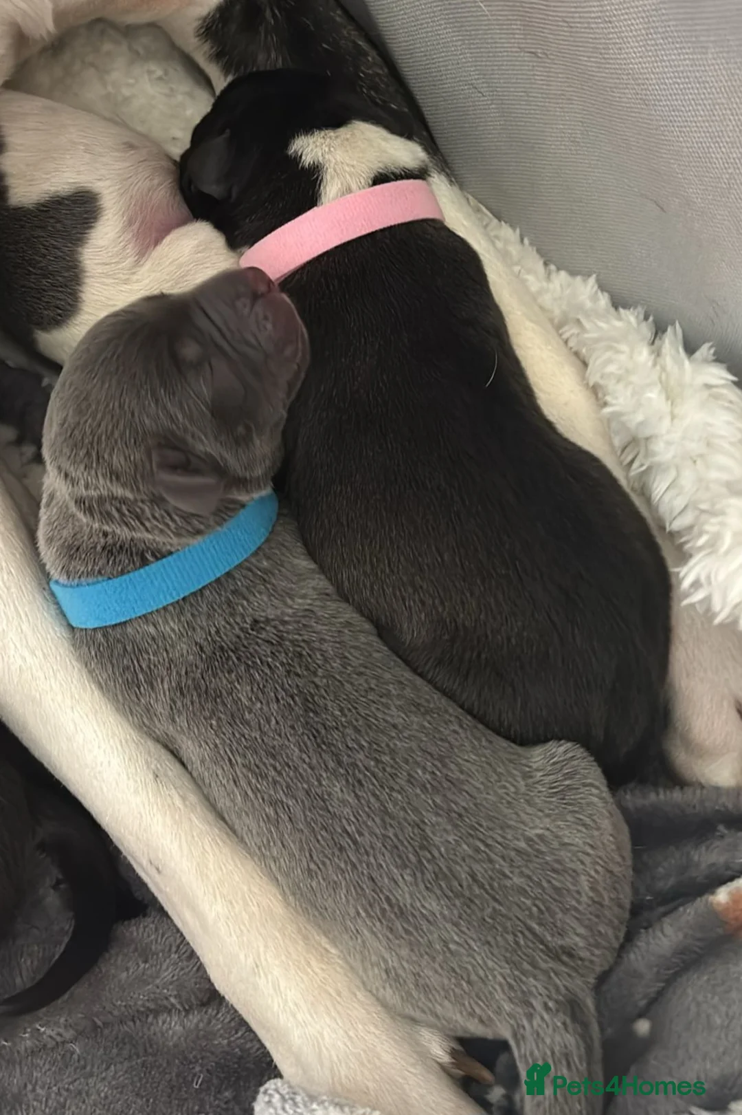 Staffordshire Bull Terrier dogs for sale: Staffy puppies for sale in Bexleyheath - Advert 17