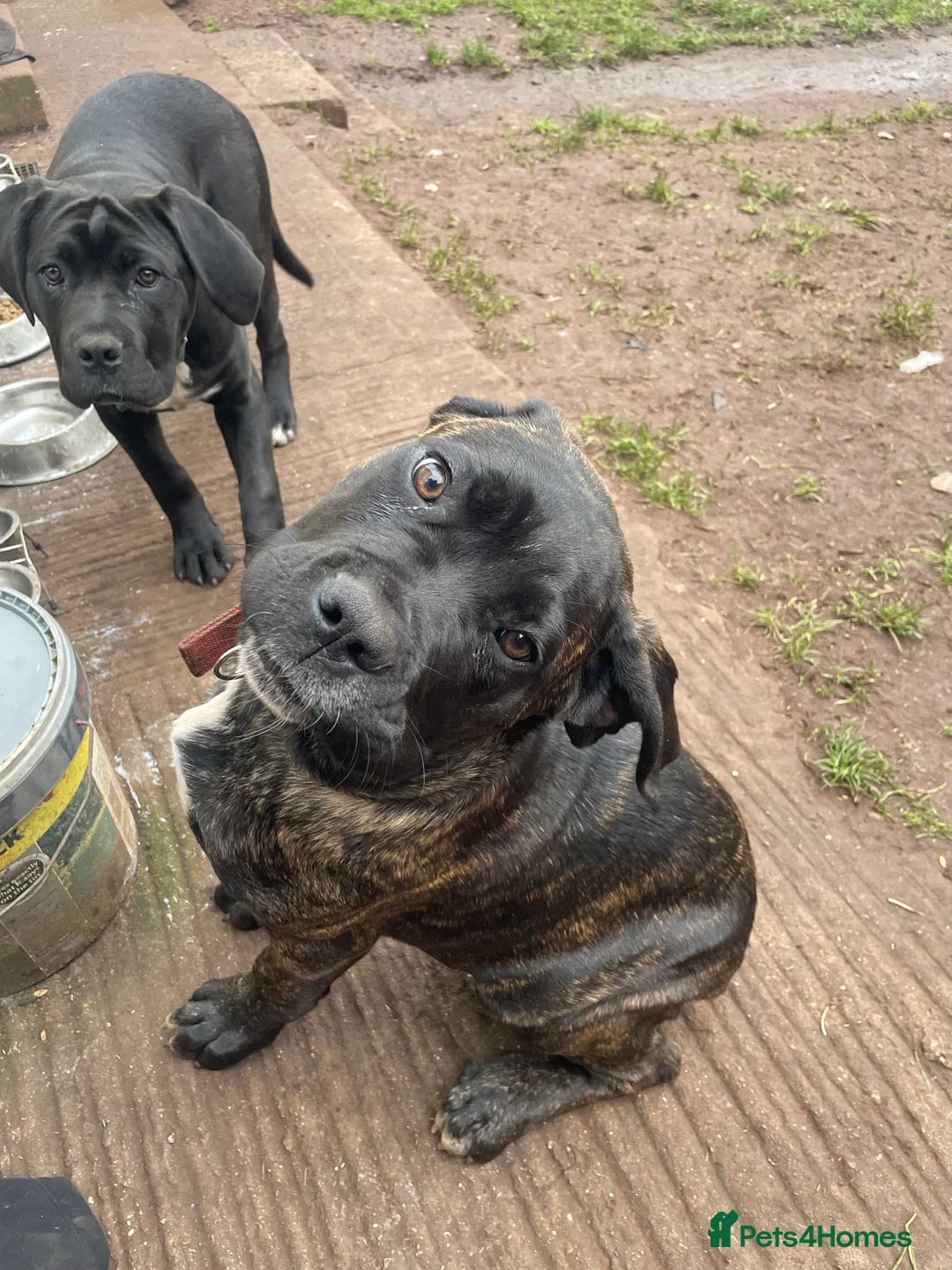 Cane Corso dogs for sale: 3 Beautiful cane corso Puppies for Sale - Advert 2