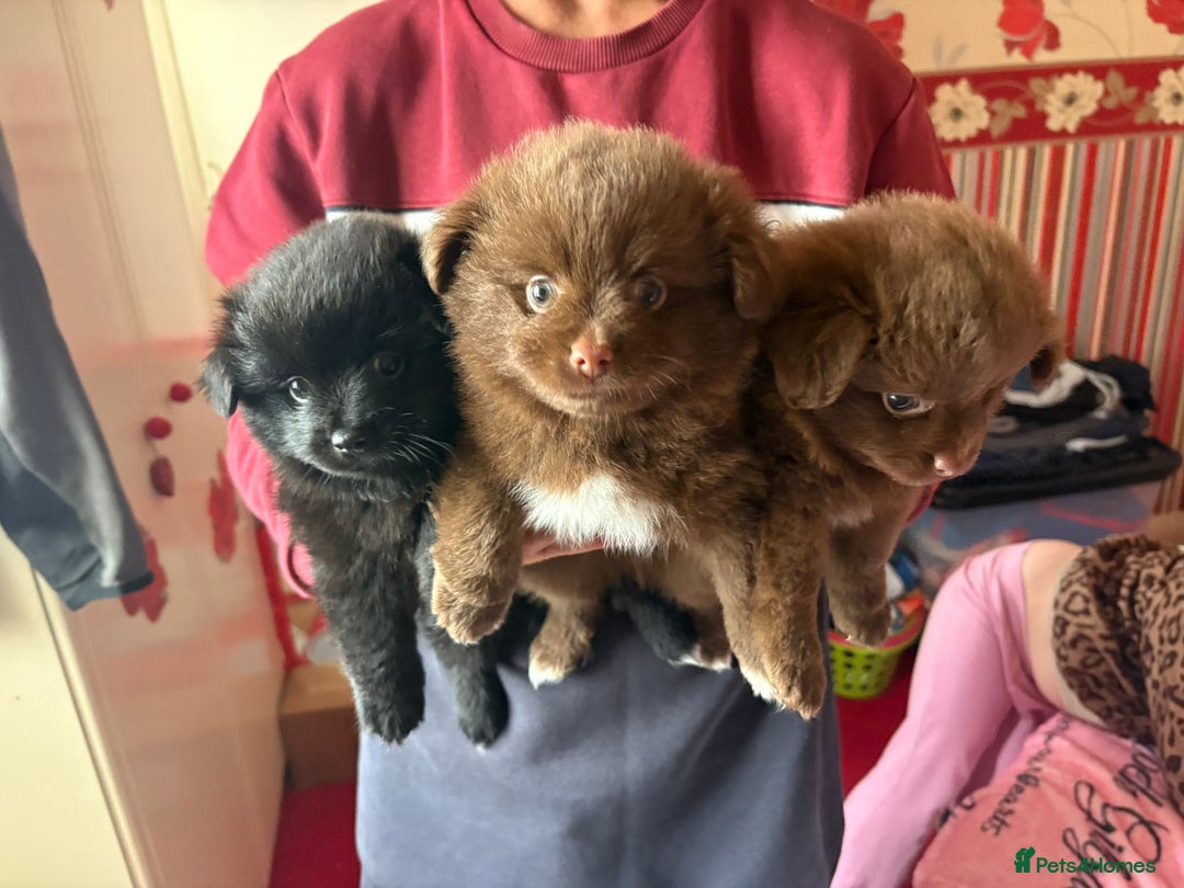 Pomeranian dogs for sale: Beautiful Pomeranian puppy’s 2 girls 1 boy.  - Image 14