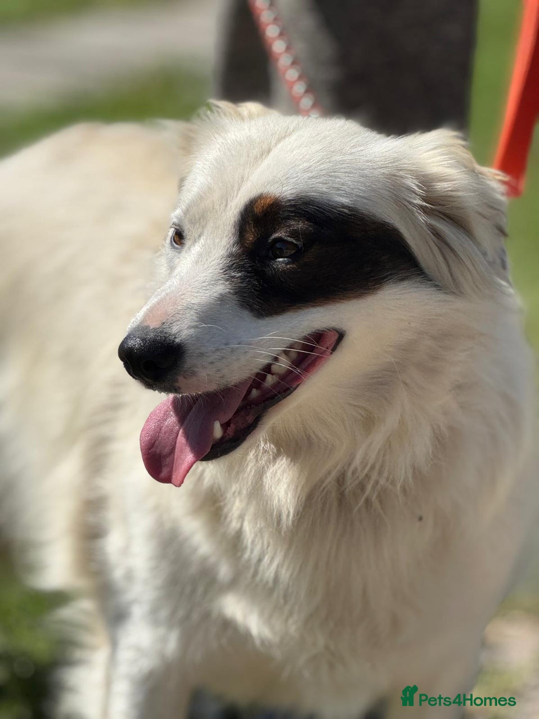 Mixed Breed dogs for adoption: HANNA - an Affectionate Girl for a Loving Home - Image 14