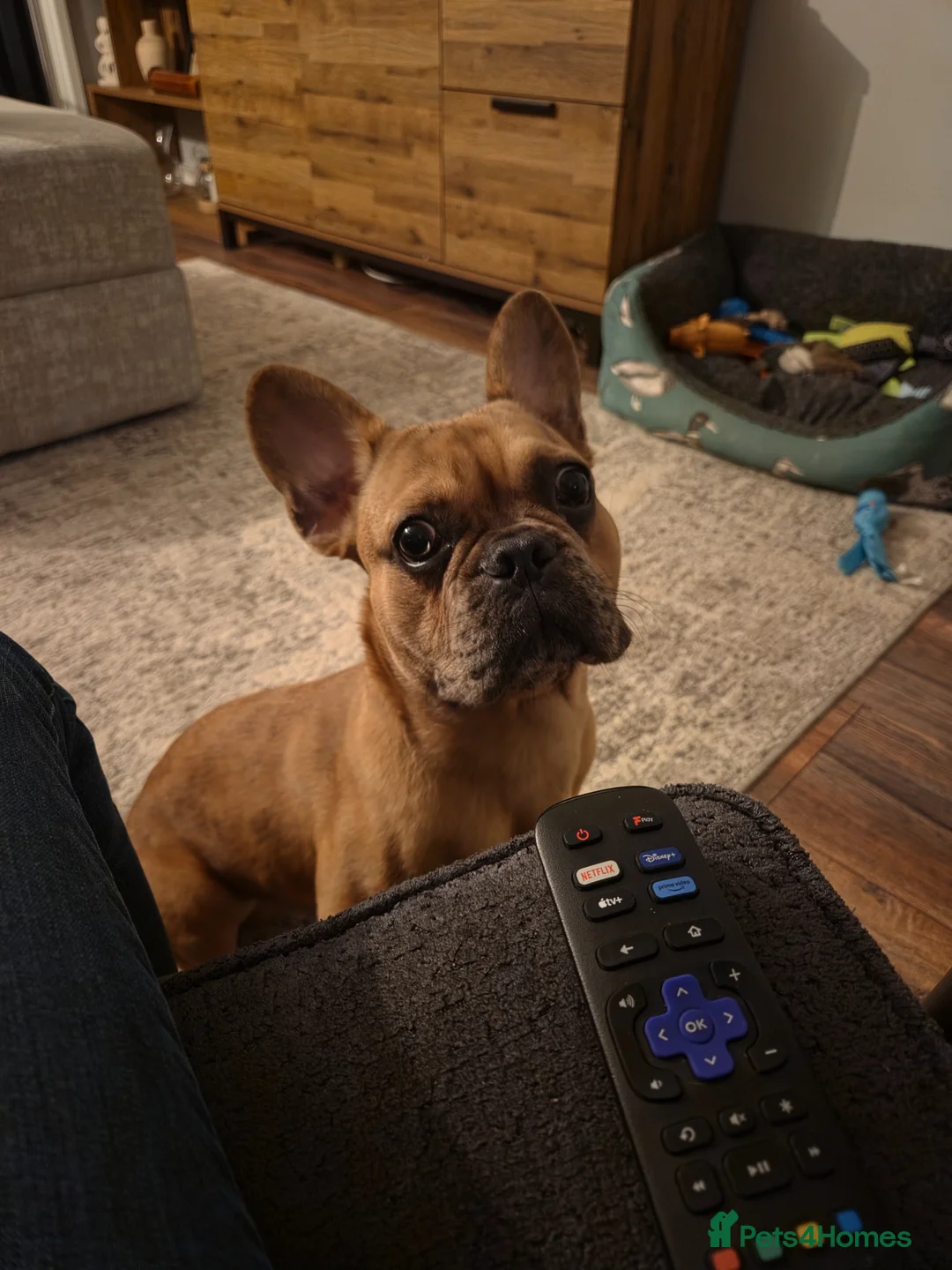 Mixed Breed dogs for sale: Frenchie X male in Spalding - Advert 2