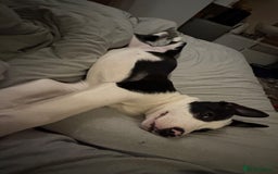 Border Collie dogs for sale: 11 Month Old Border Collie - Image 3