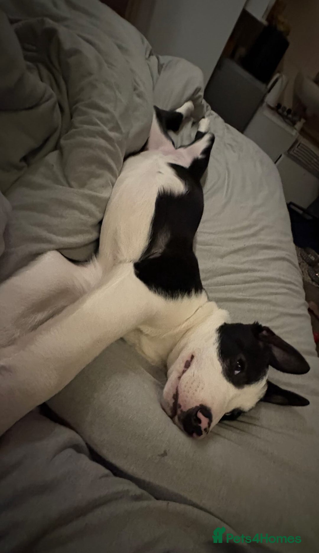Border Collie dogs for sale: 11 Month Old Border Collie - Image 3
