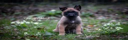 Belgian Shepherd Dog dogs for sale: KC Belgian Malinois pups *2 MALES AVAILABLE* - Advert 10