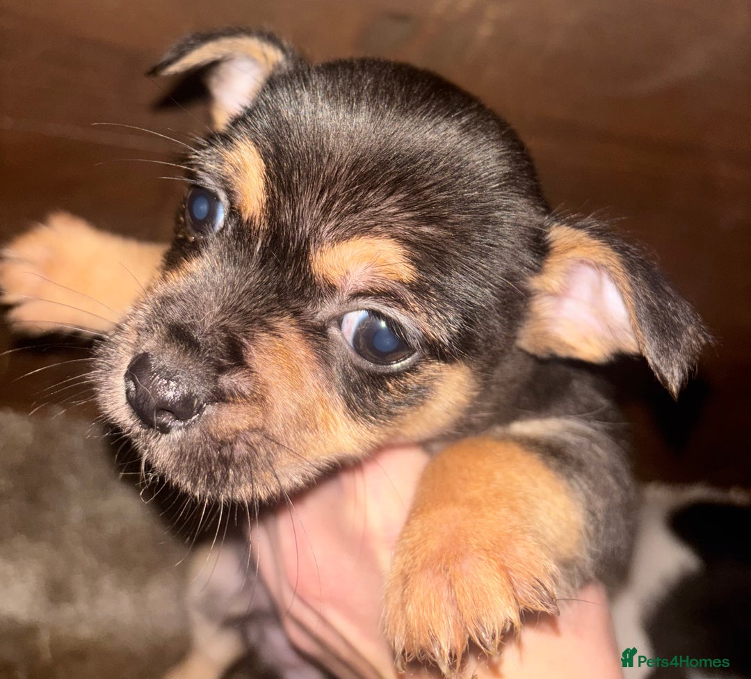 Mixed Breed dogs for sale: Jack Russel x Yorkshire Terrier - Advert 7