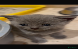 British Shorthair cats for sale: British Shorthair kittens  - Image 12