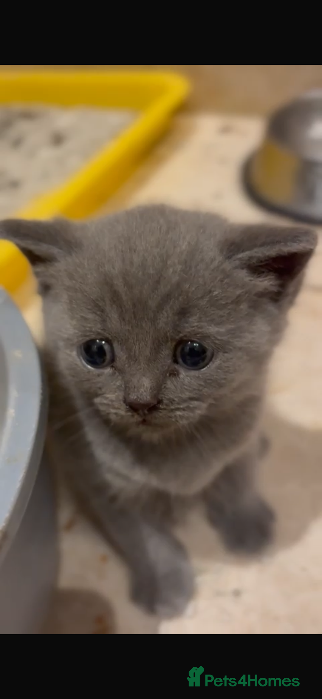 British Shorthair cats for sale: British Shorthair kittens  - Image 12