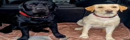 Labrador Retriever dogs for sale: Labrador puppy's ready to go golden and black in Huntingdon - Advert 1