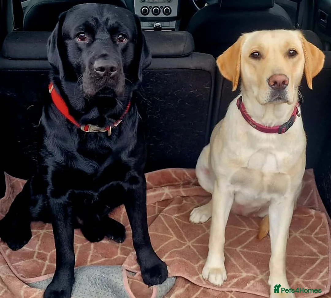 Labrador Retriever dogs for sale: Labrador puppy's ready to go golden and black in Huntingdon - Advert 1