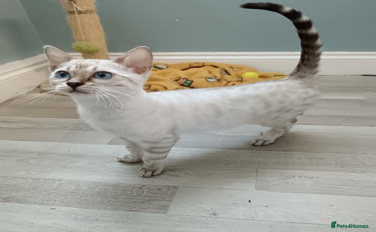 Bengal cats - Advert 2