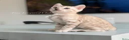 Bengal cats for sale: Stunning Snow Mink and Sepia TICA Pedigree Bengals - Advert 12