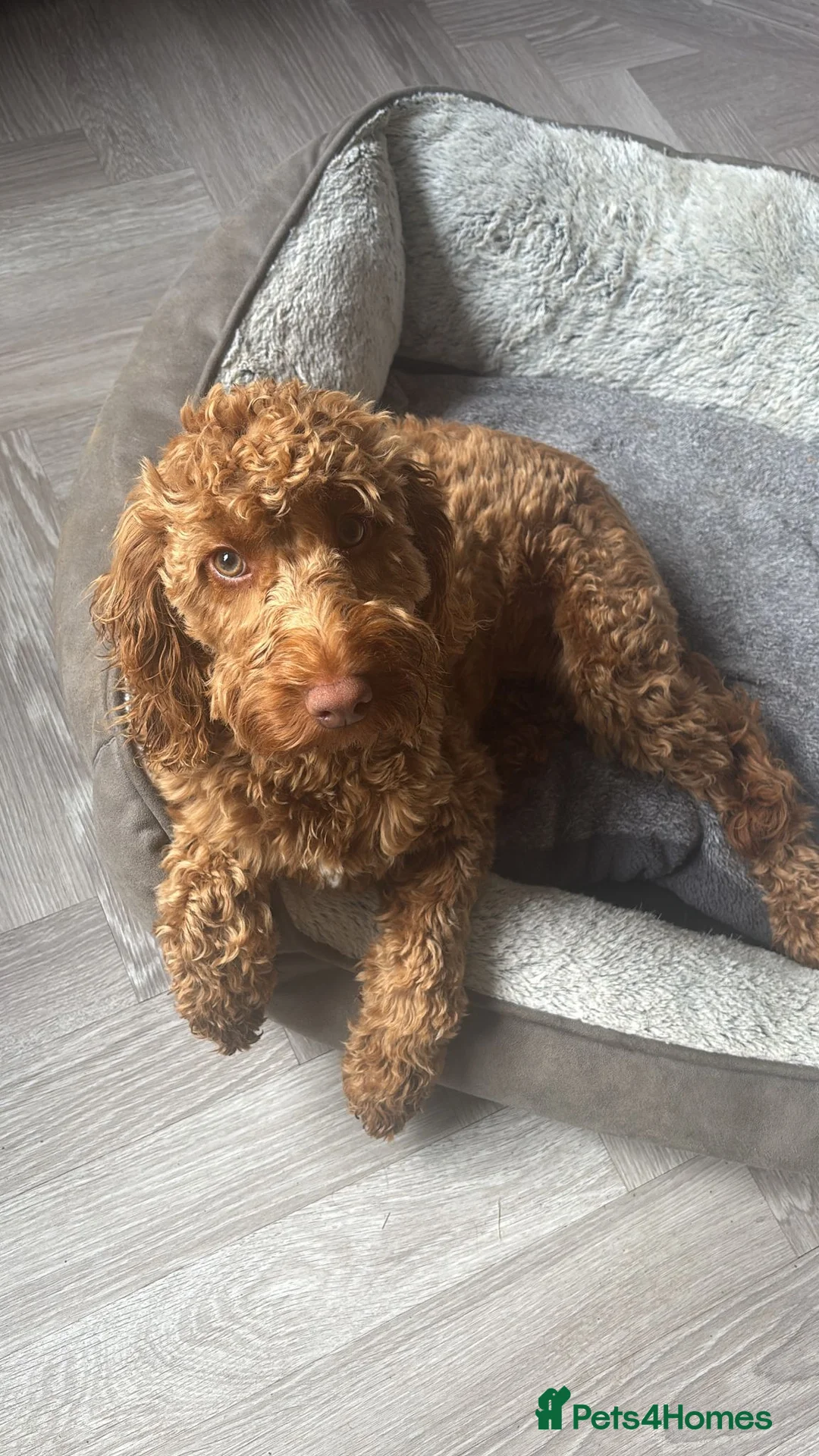 Cockapoo dogs for sale: Gorgeous Red F1 Cockerpoo for sale in Birmingham - Advert 12