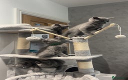 British Shorthair cats for sale: Pedigree Blue British Shorthair 💙💙💙💗💗💗💗 - Image 35