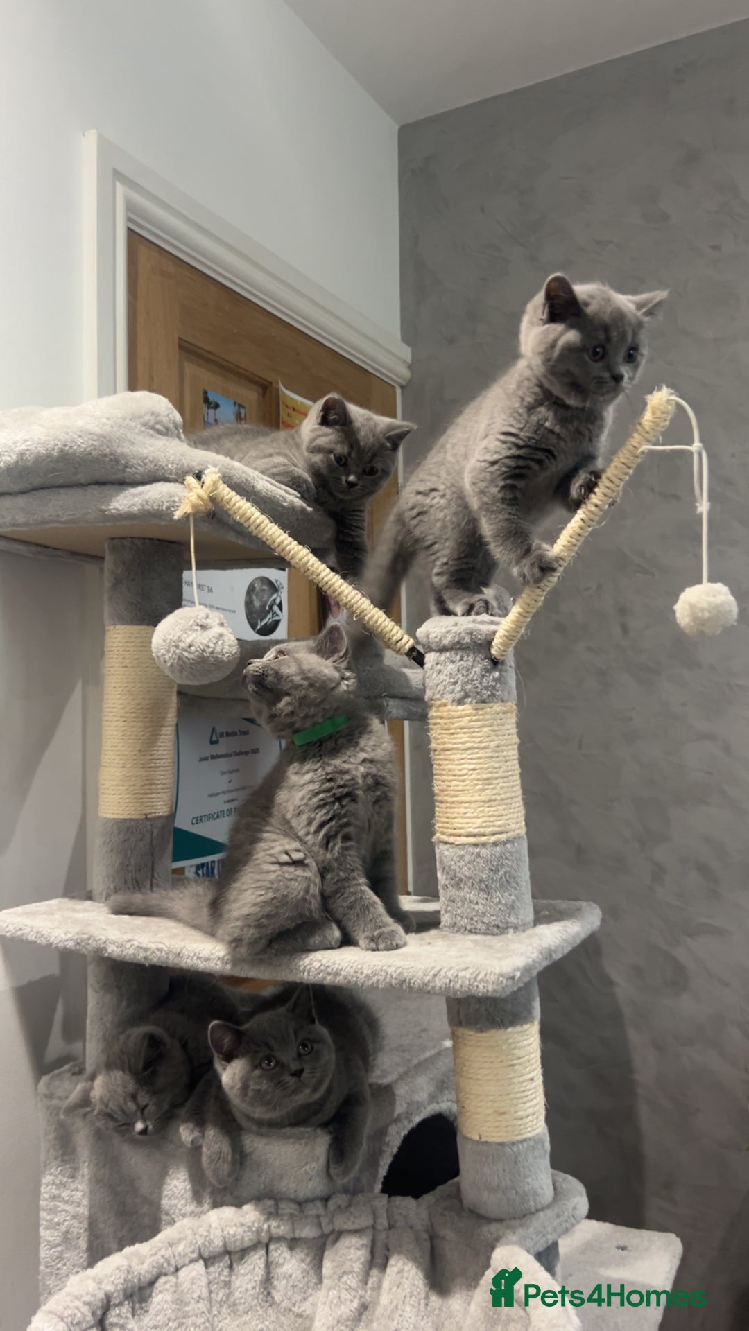 British Shorthair cats for sale: Pedigree Blue British Shorthair 💙💙💙💗💗💗💗 - Image 35