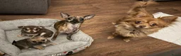 Chihuahua dogs for sale: Chihuahua puppies female BOTH NOW RESERVED  - Advert 4