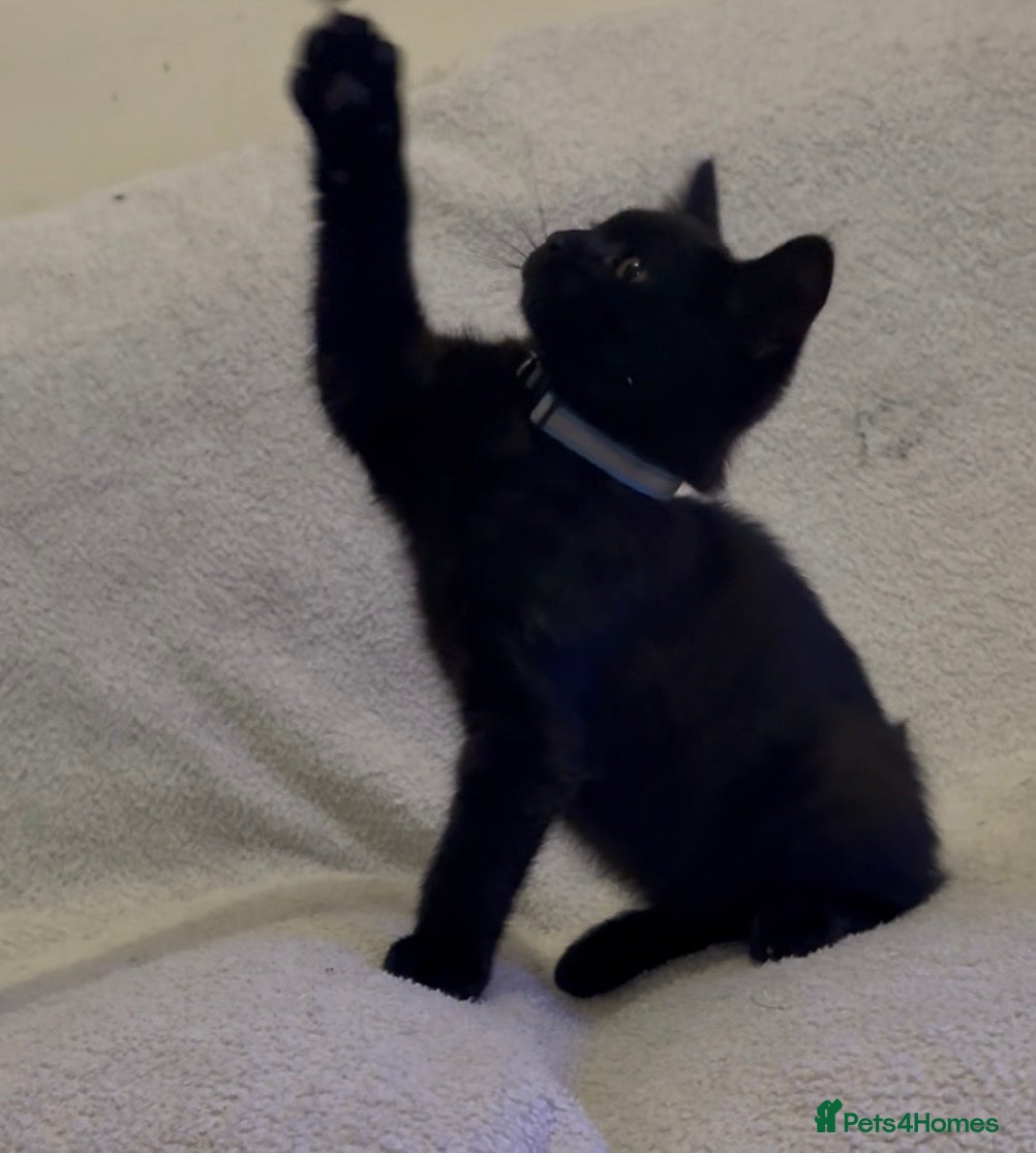 Mixed Breed cats 2 loving kittens needing forever homes - Advert 3