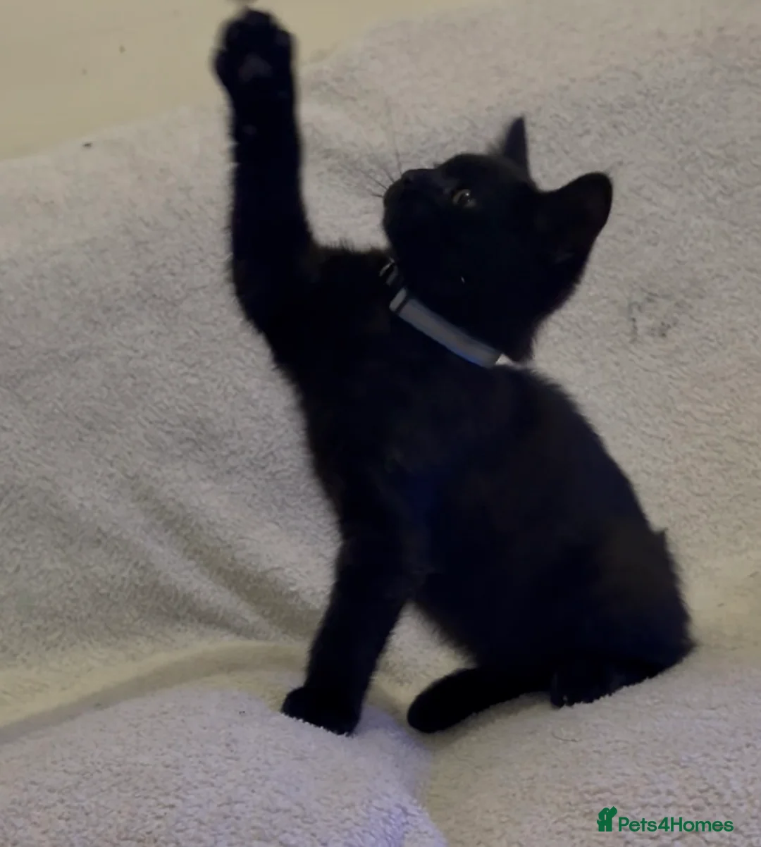 Mixed Breed cats for sale: 2 loving kittens needing forever homes - Advert 1