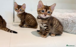 Toyger cats for sale: Full Pedigree Toyger Kittens Last Litter of 2025 - Image 20