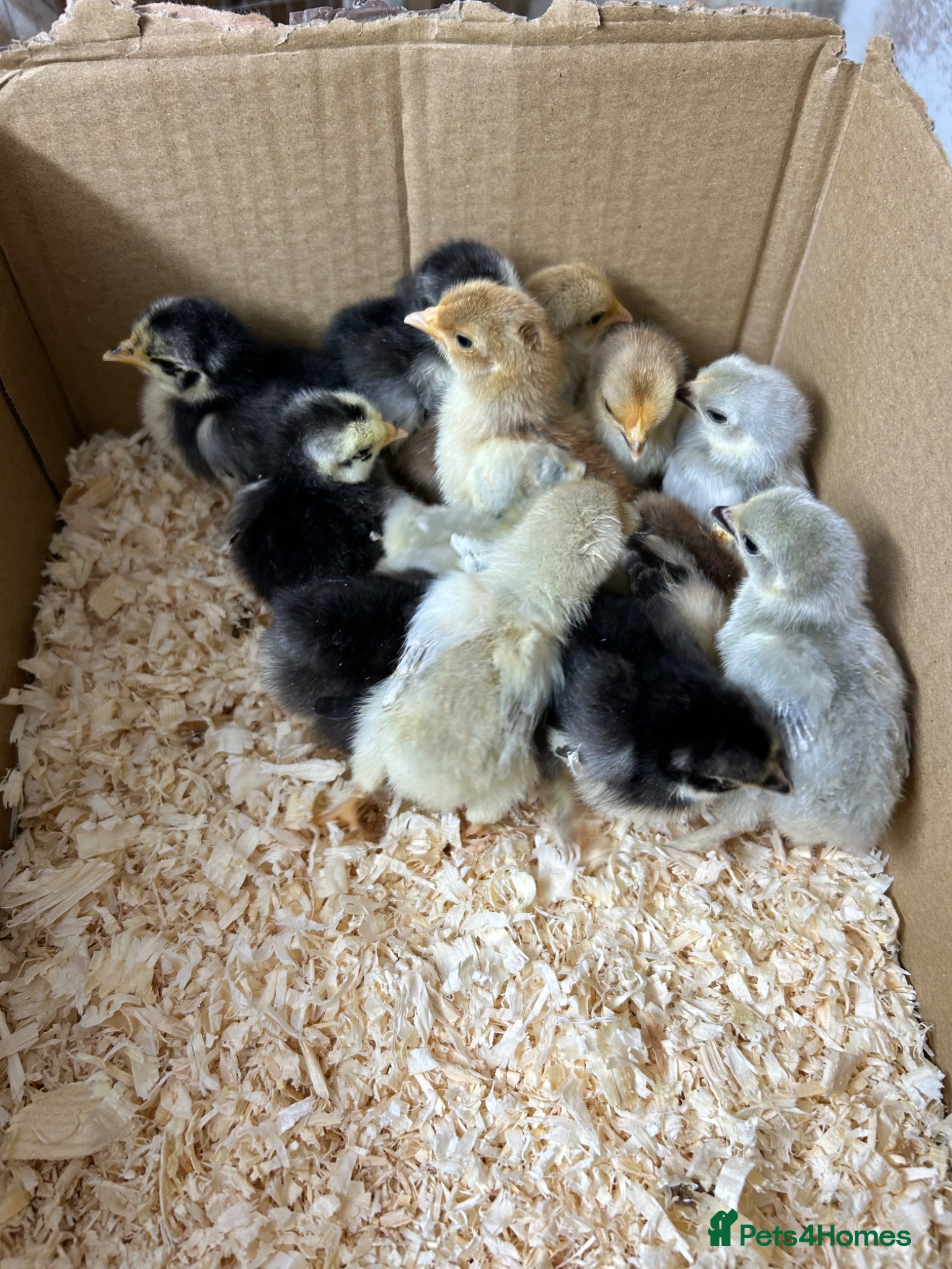 Chickens poultry Pekin Bantam Chicks For Sale - Advert 1