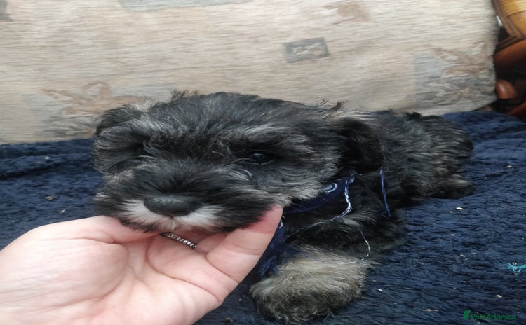 Miniature Schnauzer dogs - Advert 16