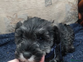 Miniature Schnauzer dogs - Advert 6