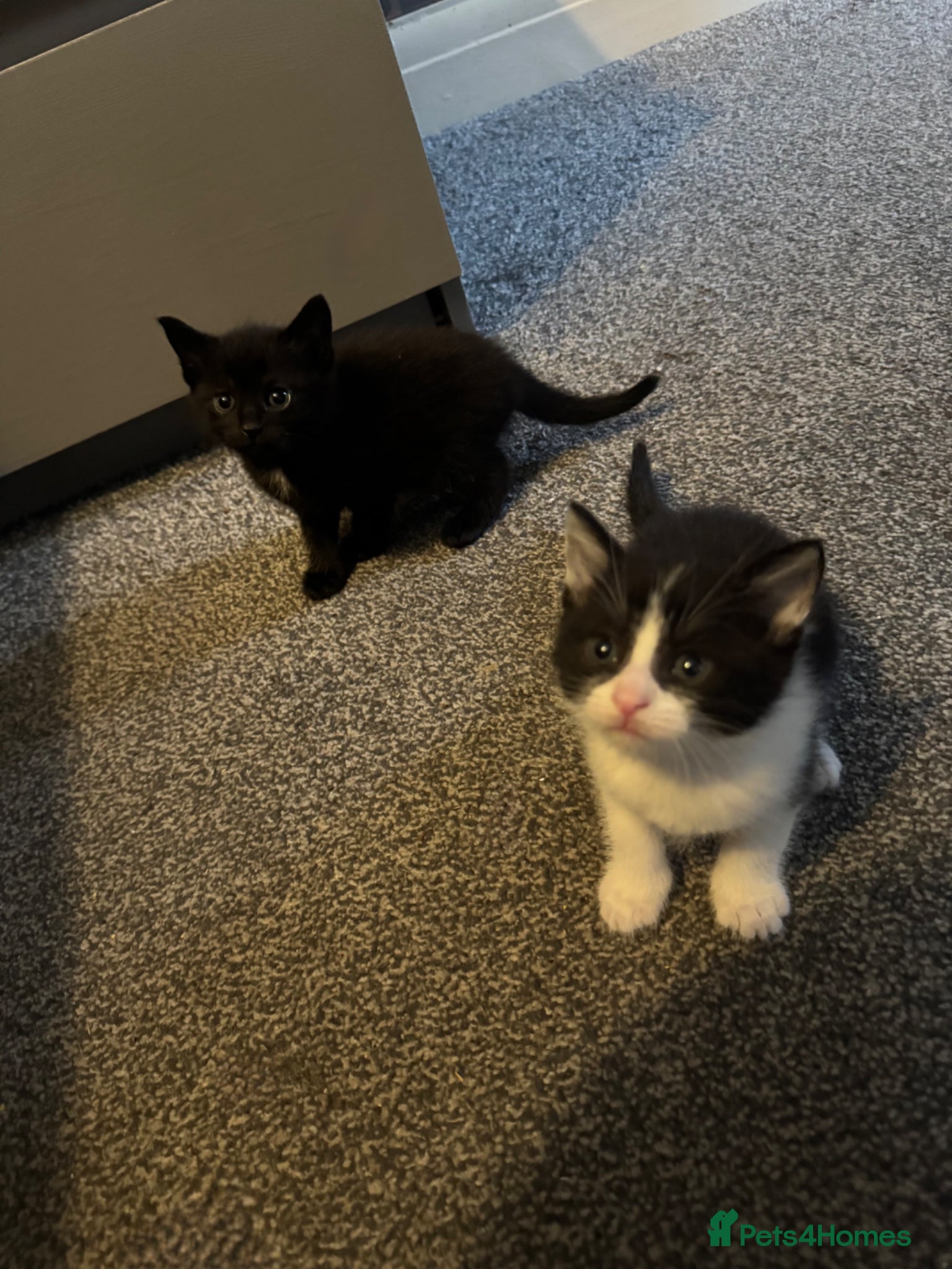 American Shorthair cats Cuddly Kittens ready for there forever home - Advert 10