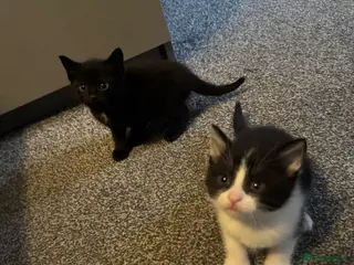 American Shorthair cats Cuddly Kittens ready for there forever home - Advert 4