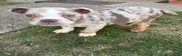 English Bulldog dogs for sale: English bulldog - Advert 1