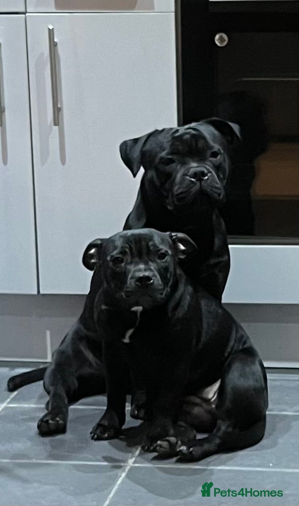 Staffordshire Bull Terrier dogs Staffy puppies looking for their forever homes - Advert 1