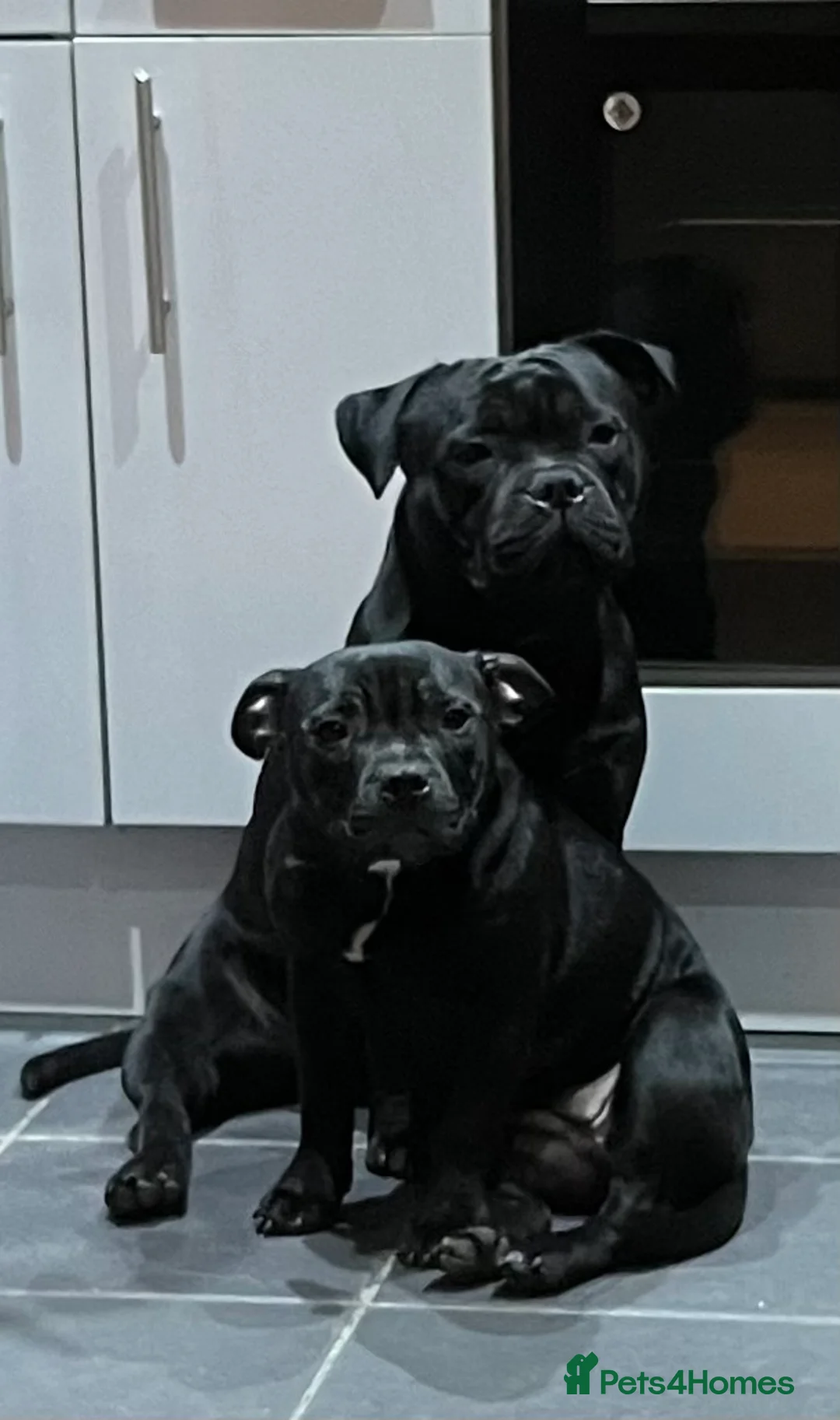 Staffordshire Bull Terrier dogs for sale: Staffy puppies looking for their forever homes - Advert 1