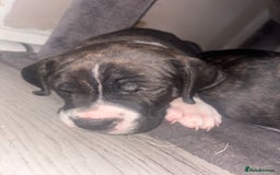 Cane Corso dogs for sale: Cane corso puppies - Image 7