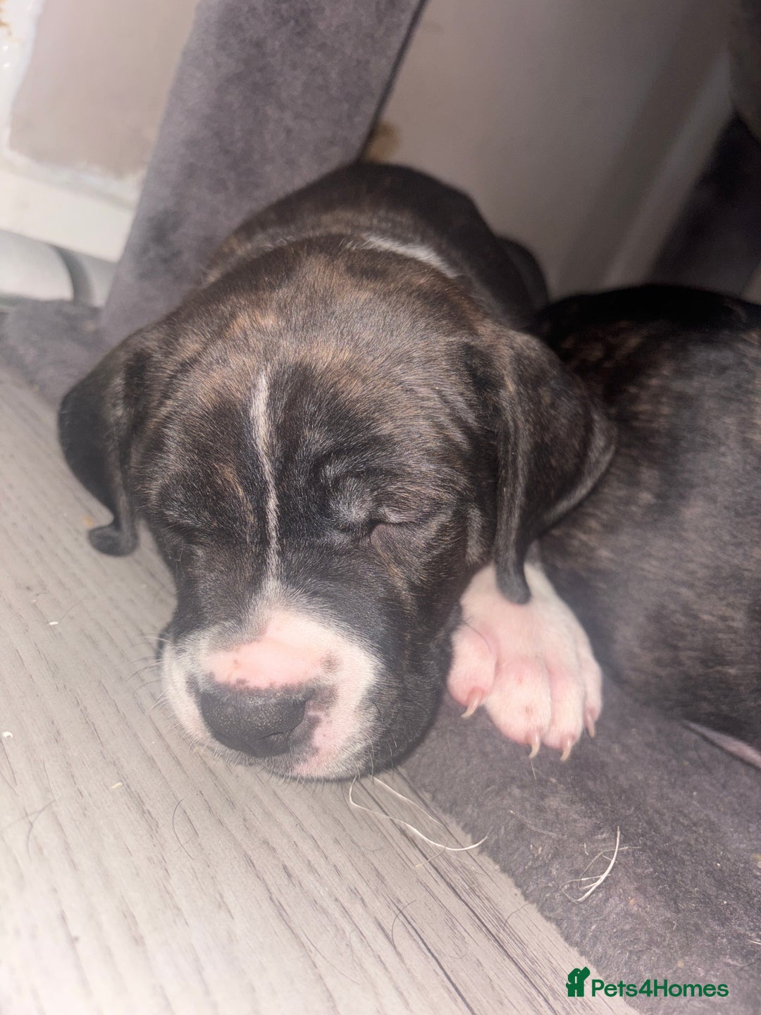 Cane Corso dogs for sale: Cane corso puppies - Image 7